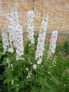 biela Delphinium Záhradné Kvety fotografie