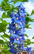 bleu Delphinium Fleurs Jardin photo