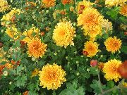oranžový Dendranthema Záhradné Kvety fotografie
