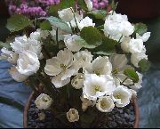 valkoinen Twinleaf Puutarhan Kukat kuva
