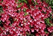 червен Diascia, Twinspur Градински цветя снимка