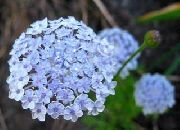 浅蓝 蓝色的蕾丝花，罗特内斯特岛菊花  照片
