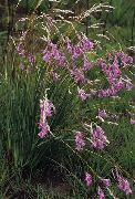 flieder Engels Angelrute, Feenhaften Stab, Wandflower Garten Blumen foto