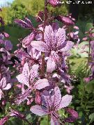 šeřík Plynárna, Hořící Bush Zahradní květiny fotografie