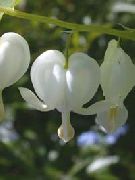 білий Діцентра (Розбите Серце) Садові Квіти фото