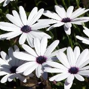 baltas Cape Medetkų, Afrikos Daisy Sodo Gėlės nuotrauka