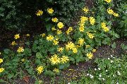 жълт Bane Австрийската Леопардовата Градински цветя снимка