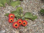 fotografie červená Kvetina Livingstone Sedmokráska