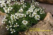 baltas Draba Sodo Gėlės nuotrauka