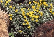 giallo Douglasia, Rocky Mountain Nano-Primula, Vitaliana Fiori del giardino foto