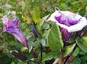 lilac Angel's trumpet, Devil's Trumpet, Horn of Plenty, Downy Thorn Apple Garden Flowers photo