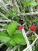 照片 印度草莓，蛇莓 花