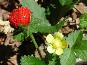 yellow Indian Strawberry, Mock Strawberry Garden Flowers photo