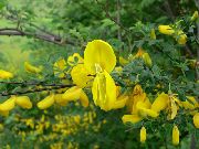 žuti Viski Metla, Broomtops, Zajednički Metla, Europski Metla, Irish Metlu Vrt Cvijeće foto