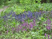 ღია ლურჯი Bugle, Bugleweed ბაღის ყვავილები ფოტო
