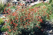 mynd Narrowleaf California Fuchsia, Hoary Fuchsia, Hummingbird Trompet Blóm