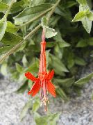 ფოტო ფორთოხალი ყვავილების Narrowleaf California Fuchsia, Hoary Fuchsia, კოლიბრის საყვირის