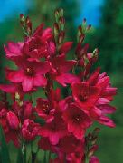 crvena Ixia Vrt Cvijeće foto