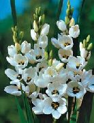 valkoinen Ixia Puutarhan Kukat kuva