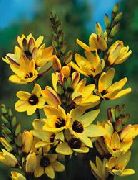 keltainen Ixia Puutarhan Kukat kuva