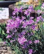 liliowy Ixiolirion (Palass) Kwiaty ogrodowe zdjęcie