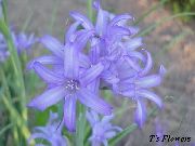 jasnoniebieski Ixiolirion (Palass) Kwiaty ogrodowe zdjęcie