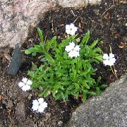 білий Іксока (Геліосперма) Садові Квіти фото