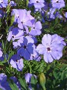 紫丁香 甜威廉捕虫草，没有那么漂亮，玫瑰天堂 园林花卉 照片