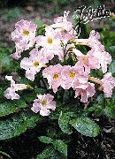 ružový Vytrvalý Gloxínia Záhradné Kvety fotografie