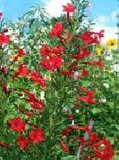 fénykép piros Virág Állva Ciprus, Skarlátvörös Gilia
