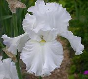 biały Brodaty Iris Kwiaty ogrodowe zdjęcie
