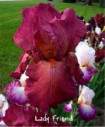 vinoso Iris Fiori del giardino foto