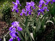 foto purpurs Zieds Varavīksnene