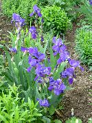niebieski Brodaty Iris Kwiaty ogrodowe zdjęcie