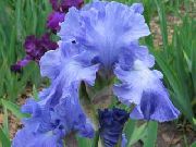 фото көктегі Гүл Сақалды Iris