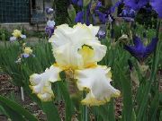 jaune Iris Fleurs Jardin photo