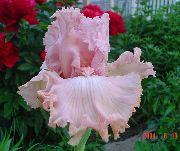 rožnat Iris Vrtne Rože fotografija