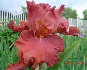 photo red Flower Iris