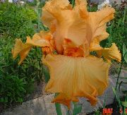 apelsin Iris Trädgård blommor foto