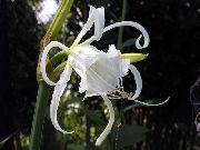 white Spider Lily, Ismene, Sea Daffodil Garden Flowers photo