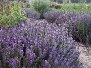 lilac Hyssop Garden Flowers photo