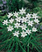 fehér Tavaszi Starflower Kerti Virágok fénykép