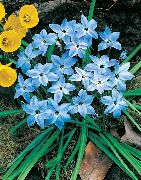 luz azul Primavera Starflower Flores do Jardim foto
