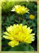 жълт Пот От Невен Градински цветя снимка