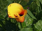 オレンジ オランダカイウユリ、ポトスのユリ 庭の花 フォト