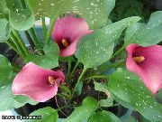 vaaleanpunainen Calla Lily, Arum Lilja Puutarhan Kukat kuva