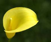foto žuti Cvijet Calla Ljiljan, Ljiljan Arum