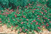 rød Mexicanske Winecups, Valmue Katost Have Blomster foto