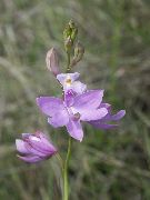 halványlila Fű Rózsaszín Orchidea Kerti Virágok fénykép
