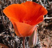 červená Sego Lilie, Tolmie Hvězda Tulipán, Chlupaté Kočička Uši Zahradní květiny fotografie